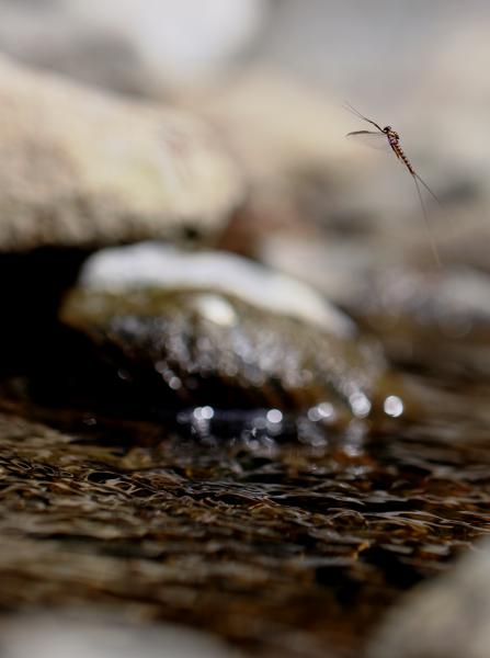 Szállj csak szállj