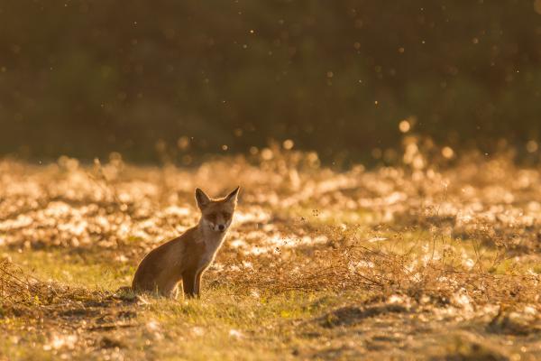 Ezt te érted? Nyáron havazik?