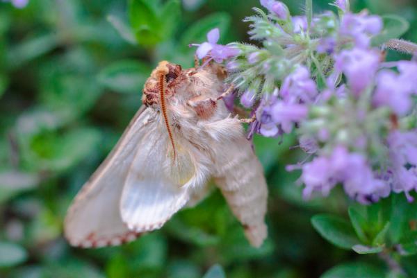 Gyapjas lepke mozdulatlan percei