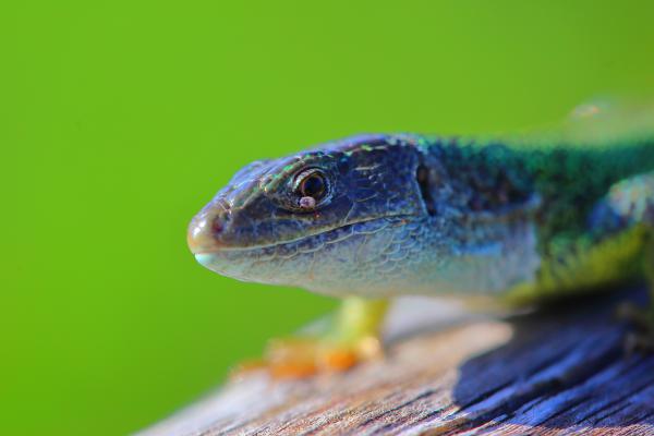 Szemtelen szemszívó