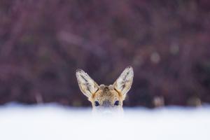 Bújócska Bújócska