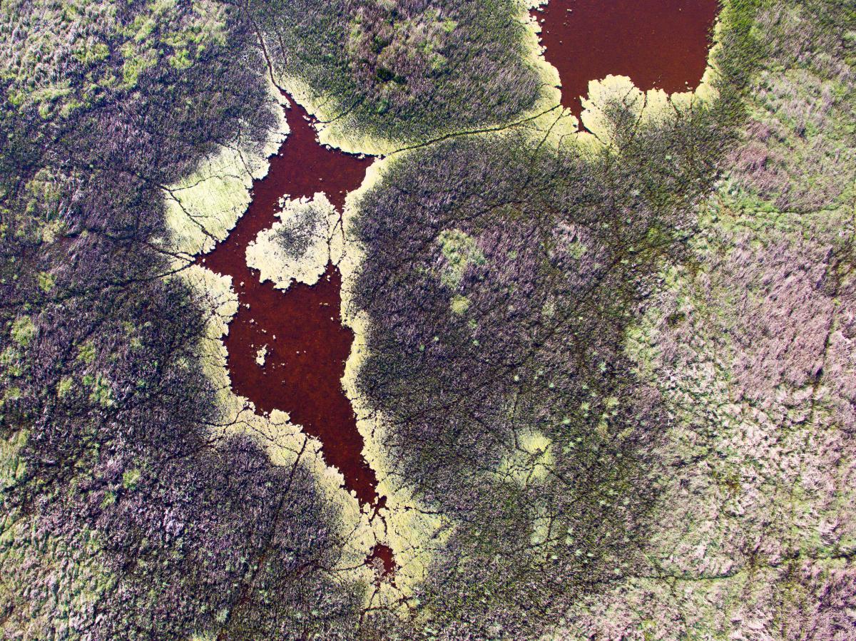 Koncz-Bisztricz Tamás