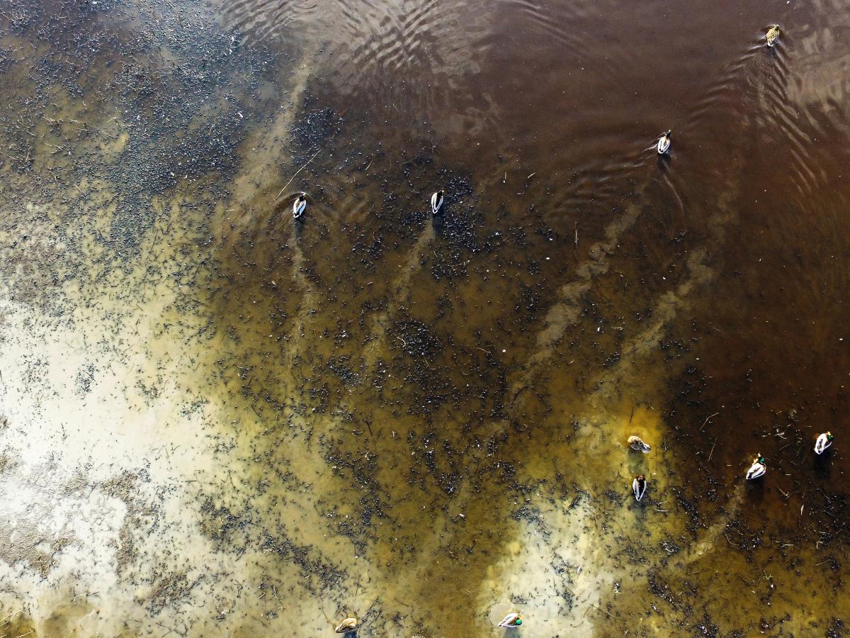 Koncz-Bisztricz Tamás