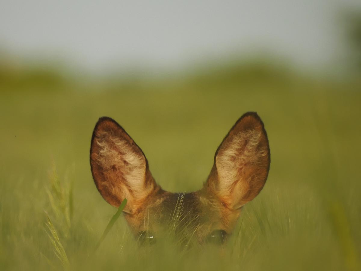 Koncz-Bisztricz Tamás