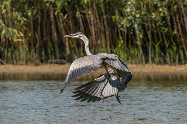 Amikor a szürke felkerekedik