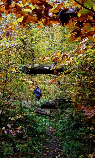 Majdnem sárga levelek