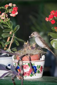 Virágok között ! Virágok között !