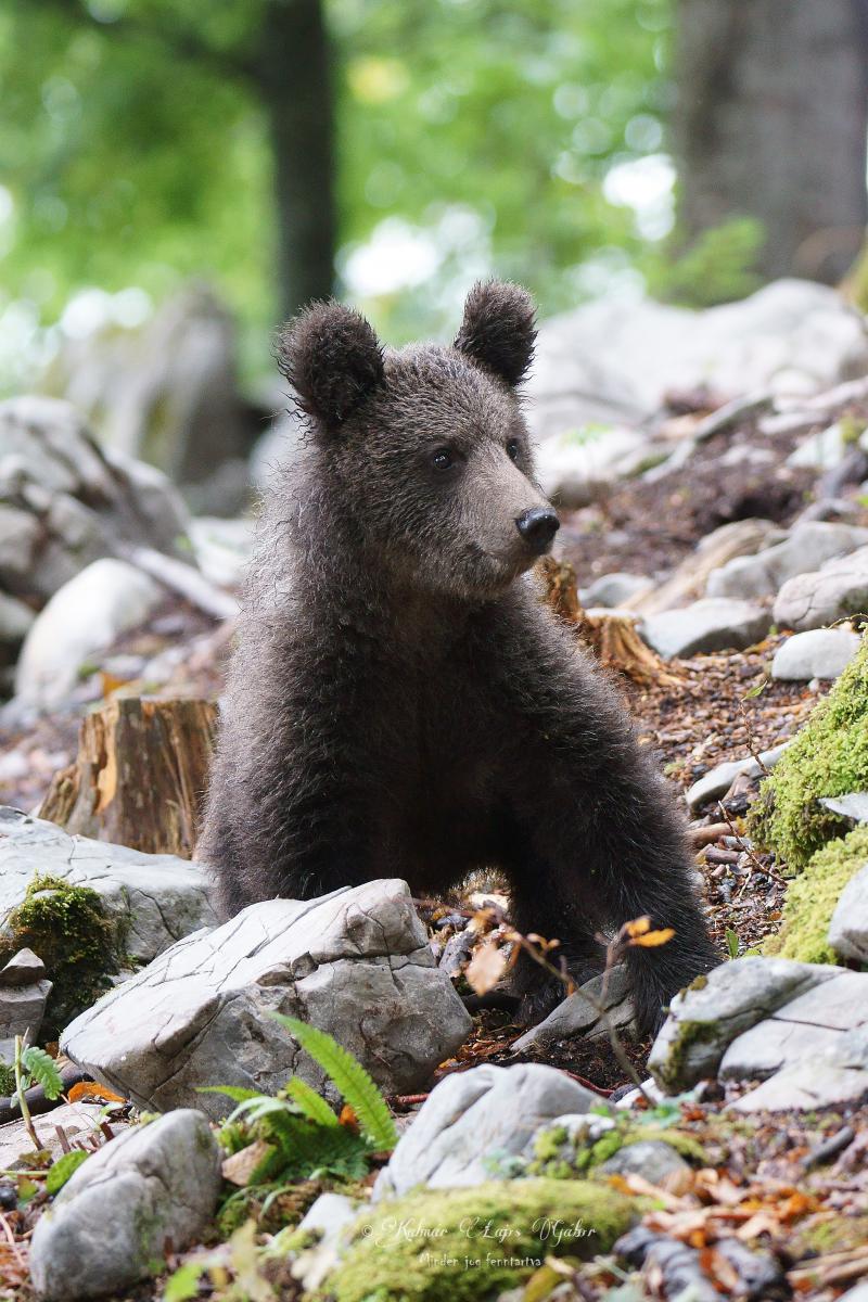 Kalmár Lajos Gábor