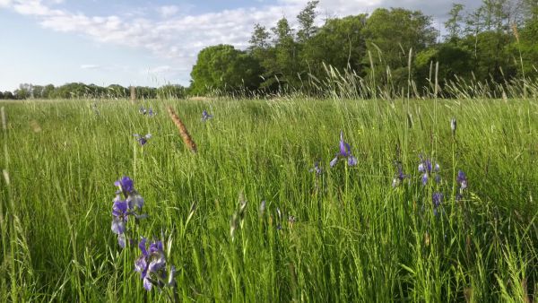 Berki tücsökmadár