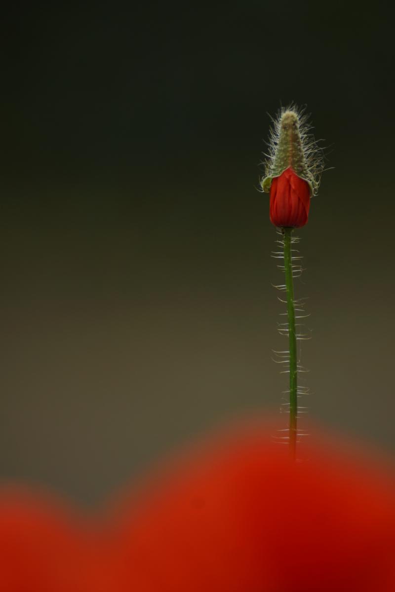 Laczkó-Magyar György
