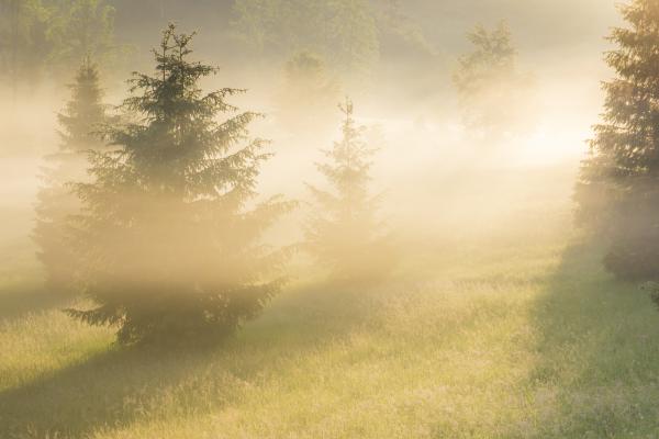 Ködbe veszett fenyők