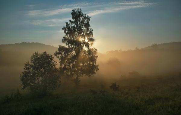 A felkelő Nap fája