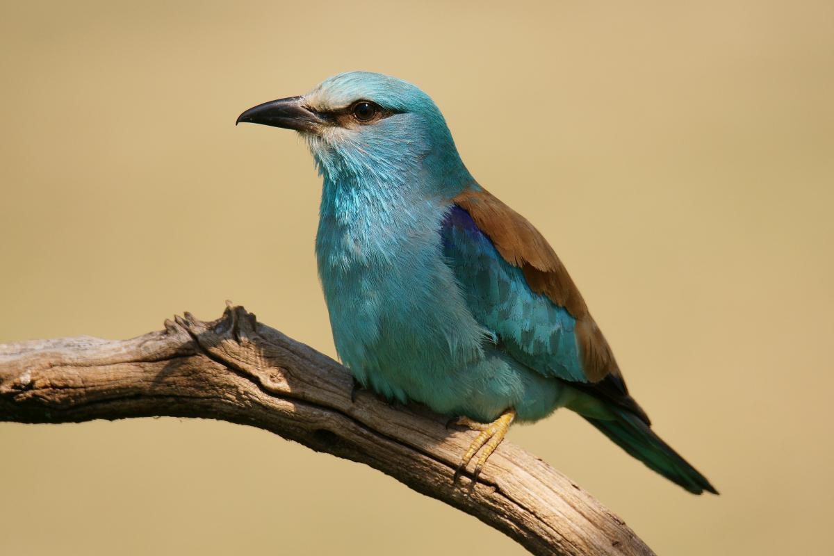 Kalmár Lajos Gábor