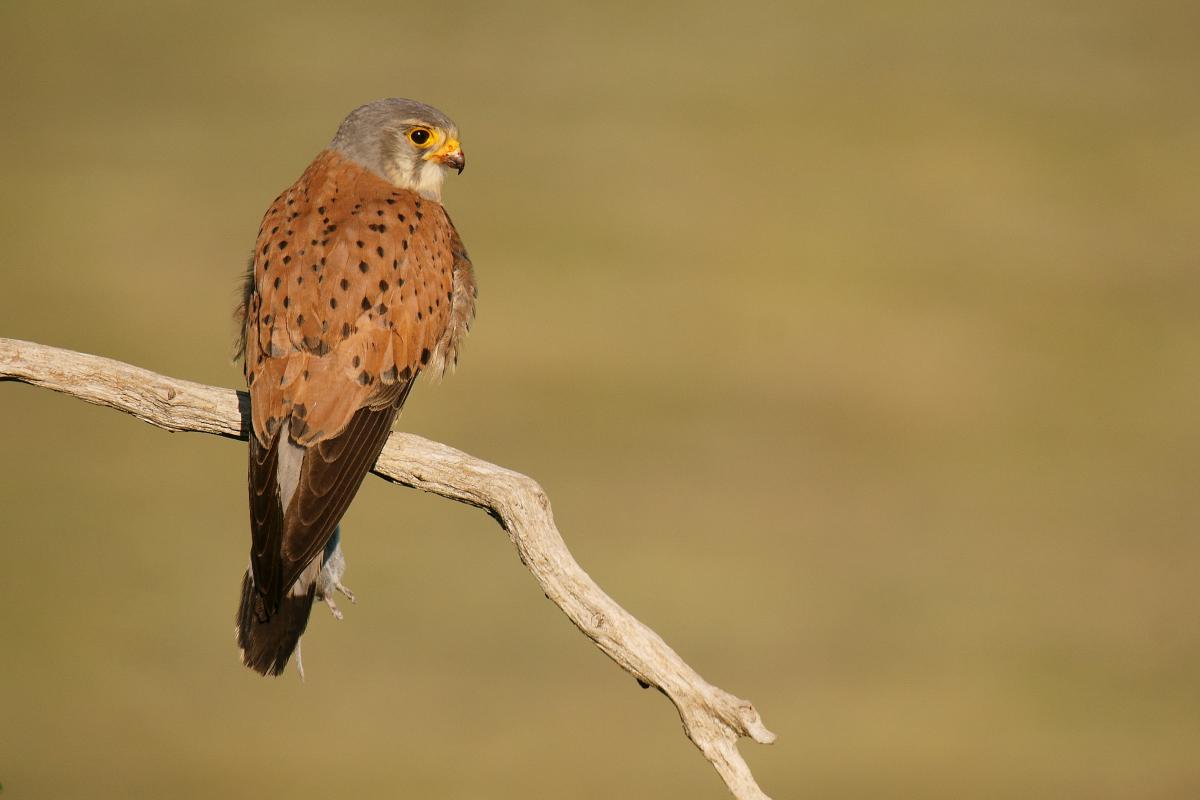 Kalmár Lajos Gábor