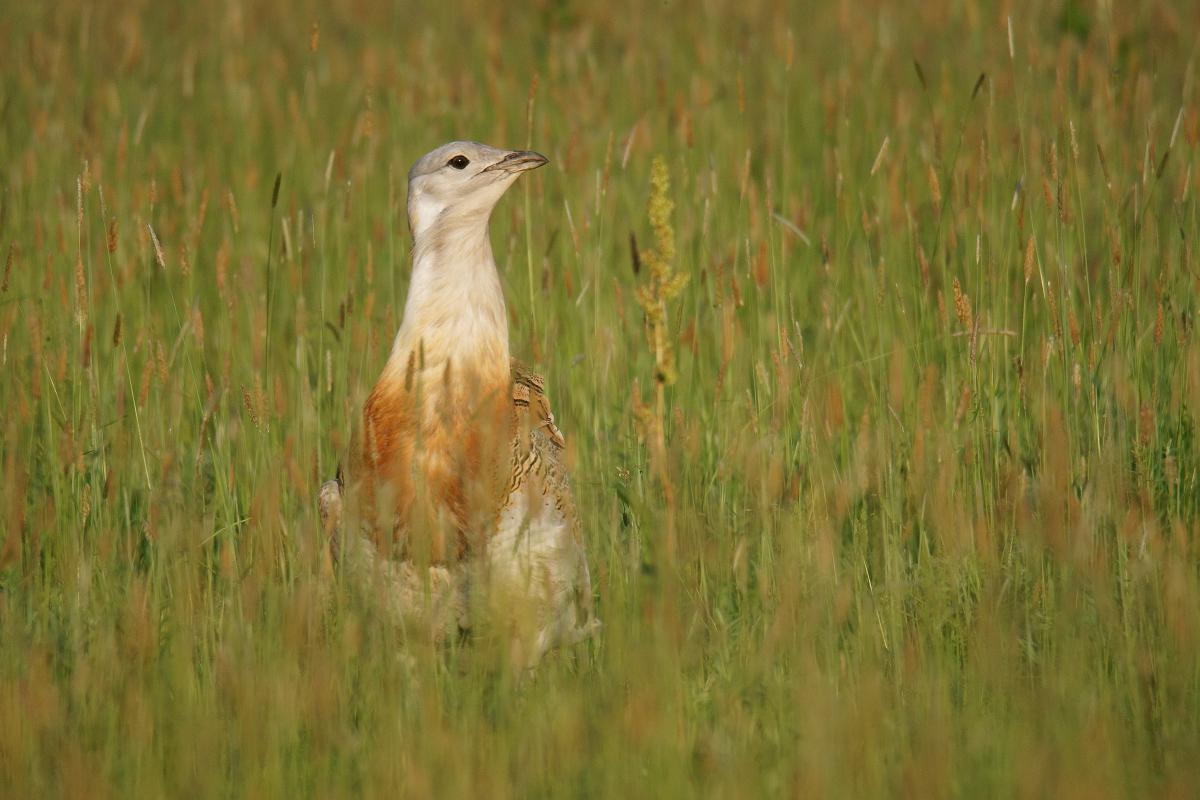 Kalmár Lajos Gábor