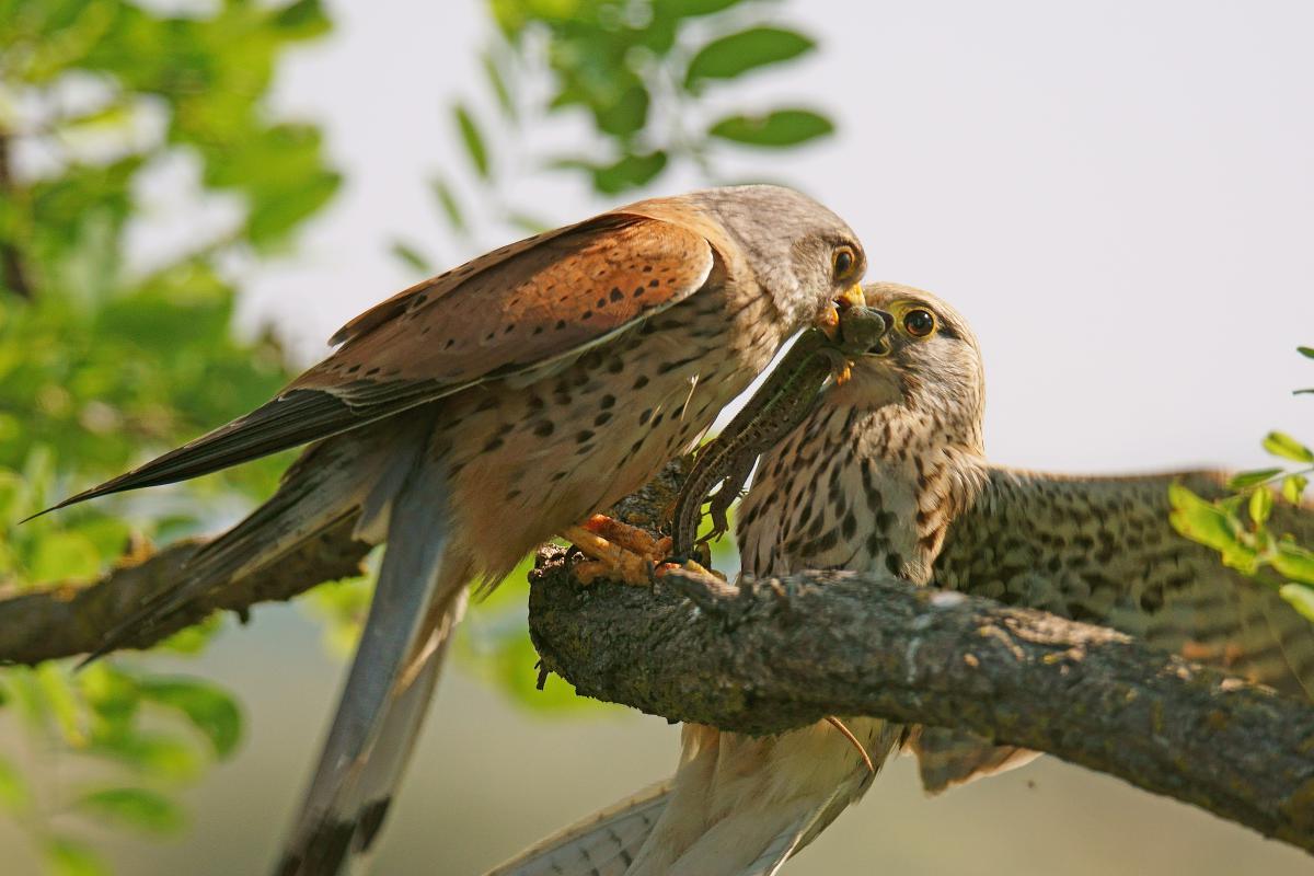 Kalmár Lajos Gábor