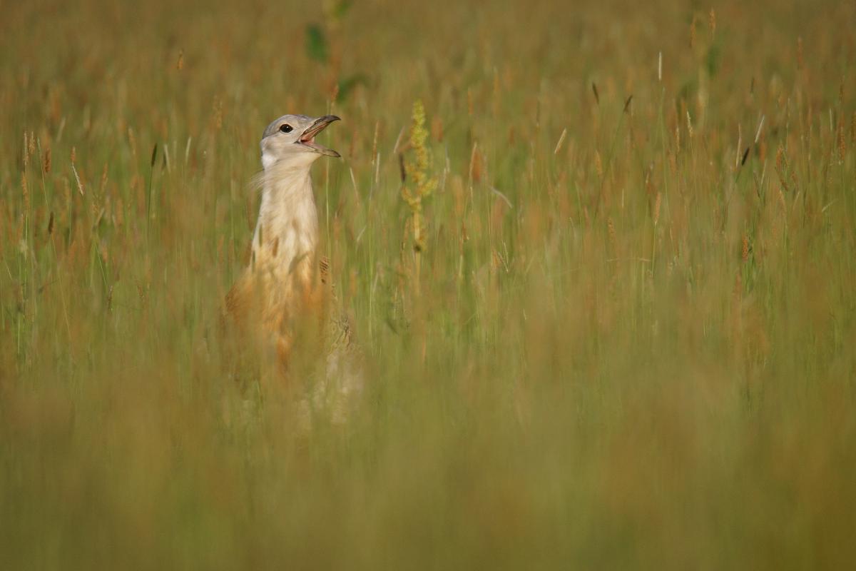 Kalmár Lajos Gábor