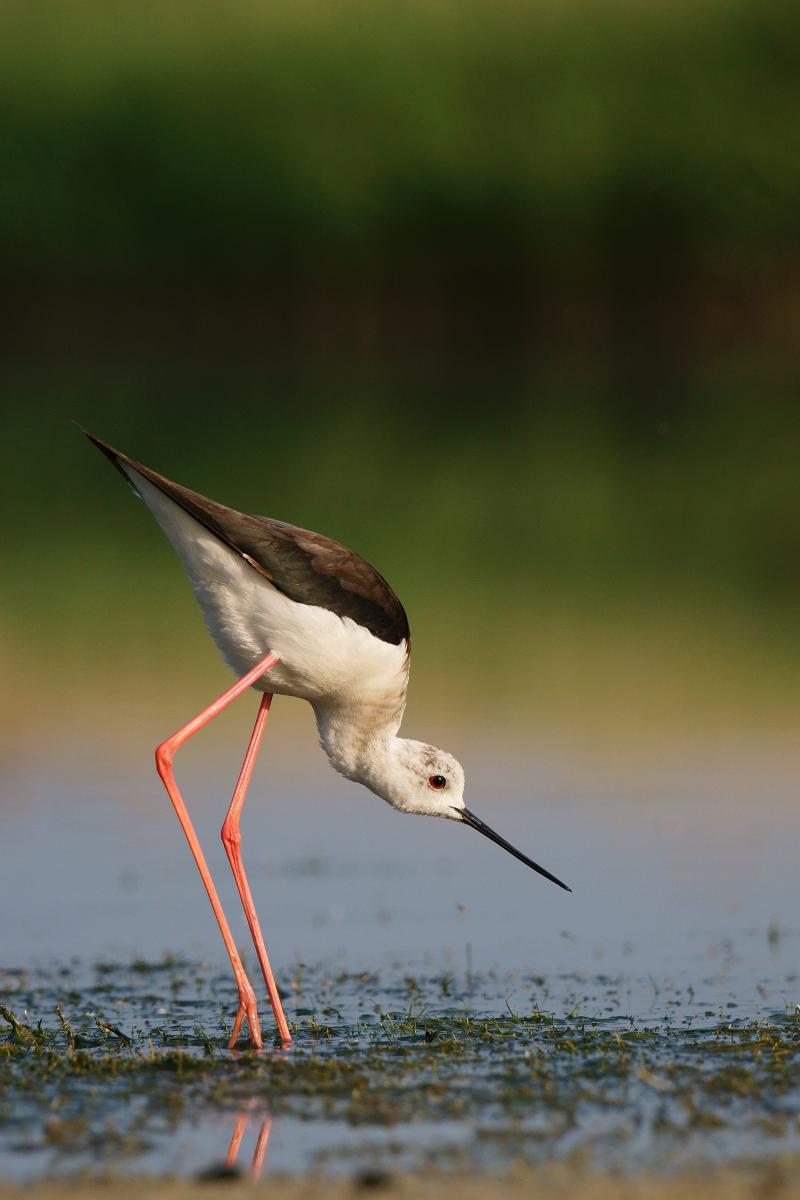 Kalmár Lajos Gábor