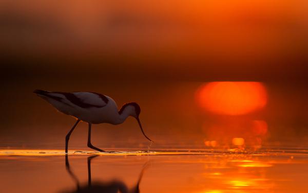 Egy gulipán hajnala