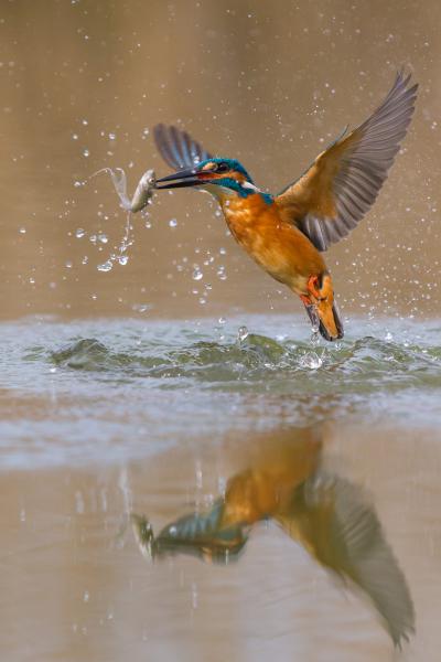 Jégmadár-pillangó