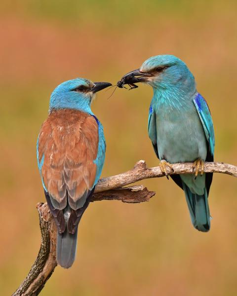 Kis tücsökbogaram...