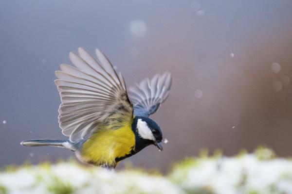 Nicsak, egy hópehely...