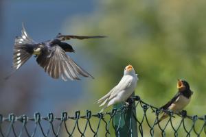 Hófehérke Hófehérke