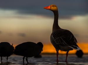 A fénybe nézve A fénybe nézve