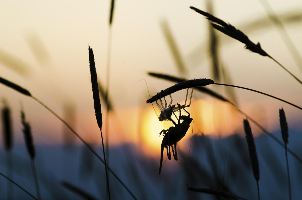 Berkesi Ágota Mirjam