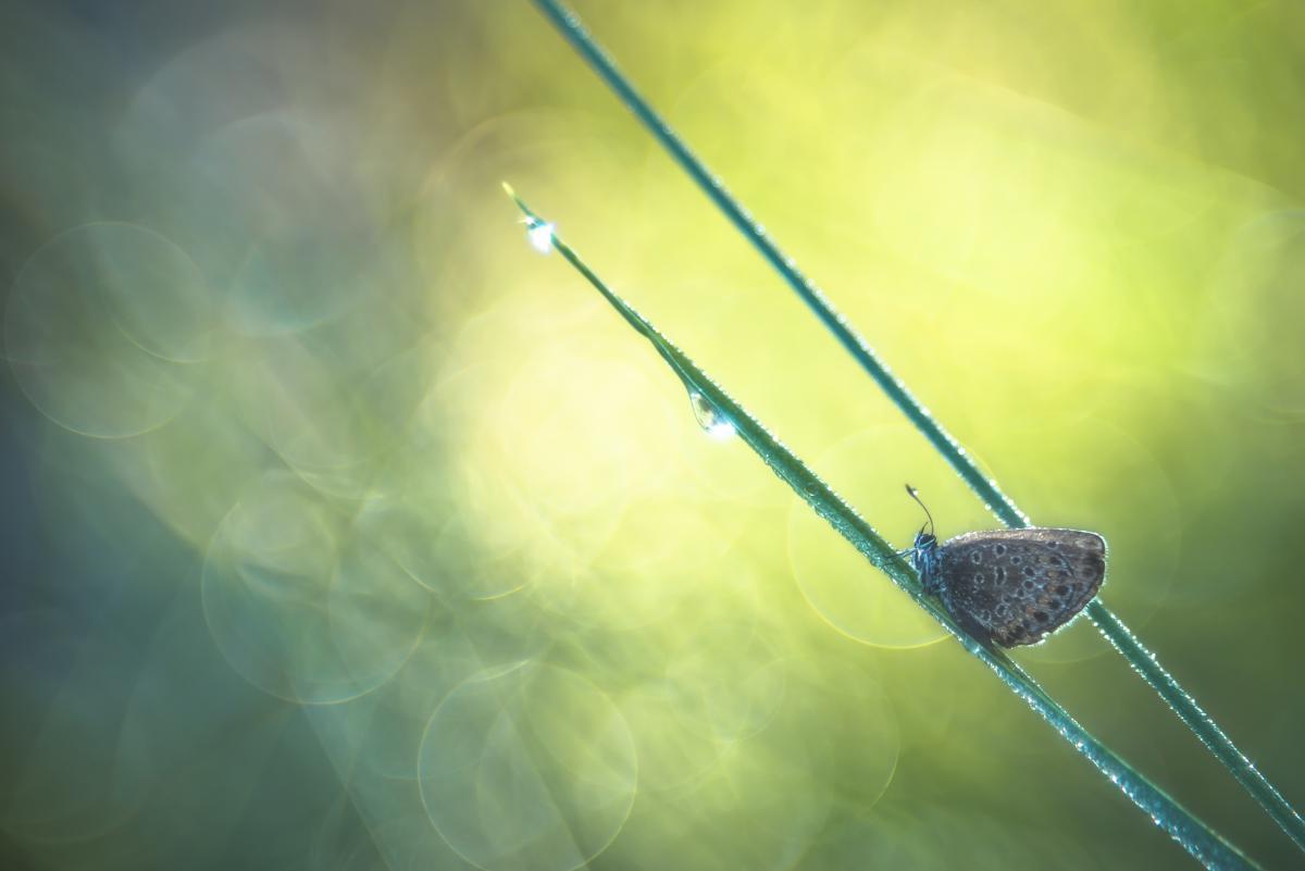 Darányiné Bakos Éva