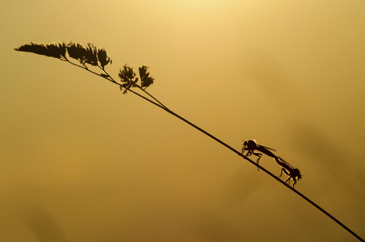 Berkesi Ágota Mirjam
