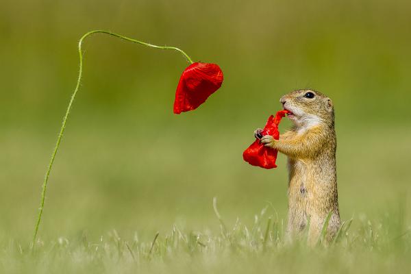 Aki a virágot szereti...