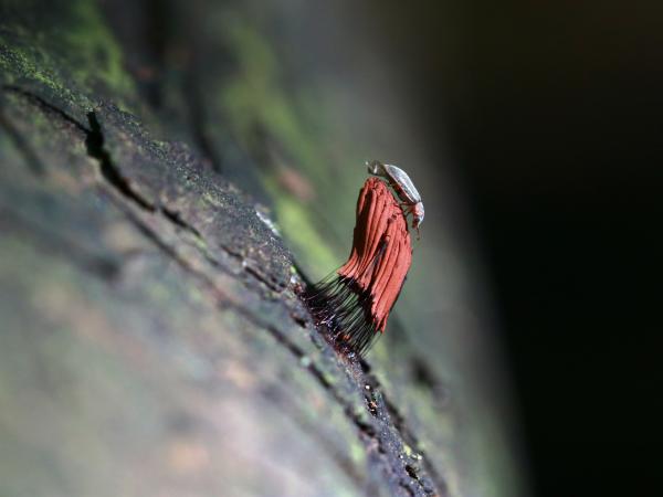 UFO