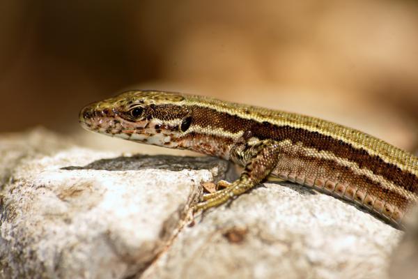 &#39;Farkas&#39;szem