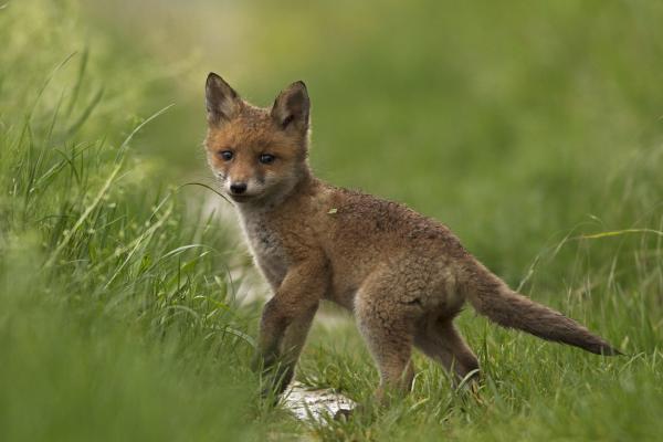 Első találkozás a Simabőrűvel