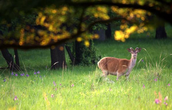 Gímbika naplementéje