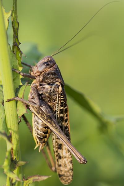 Szemölcsevő szöcske