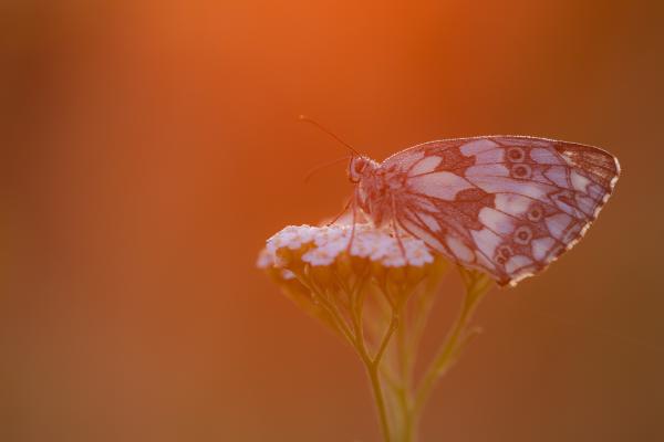 Hajnali sakkjátszma