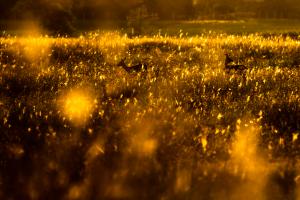 Pókhálók között Pókhálók között