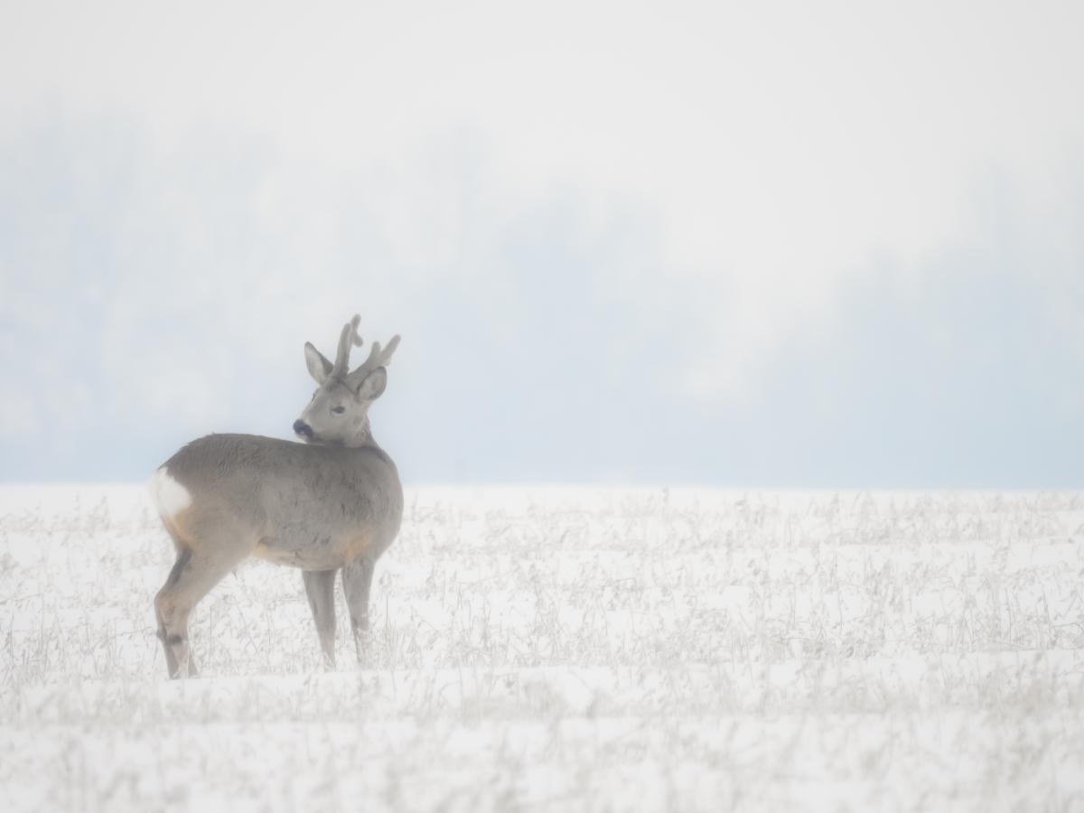 Koncz-Bisztricz Tamás