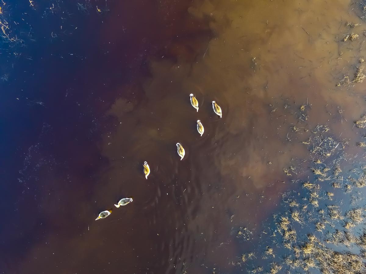 Koncz-Bisztricz Tamás