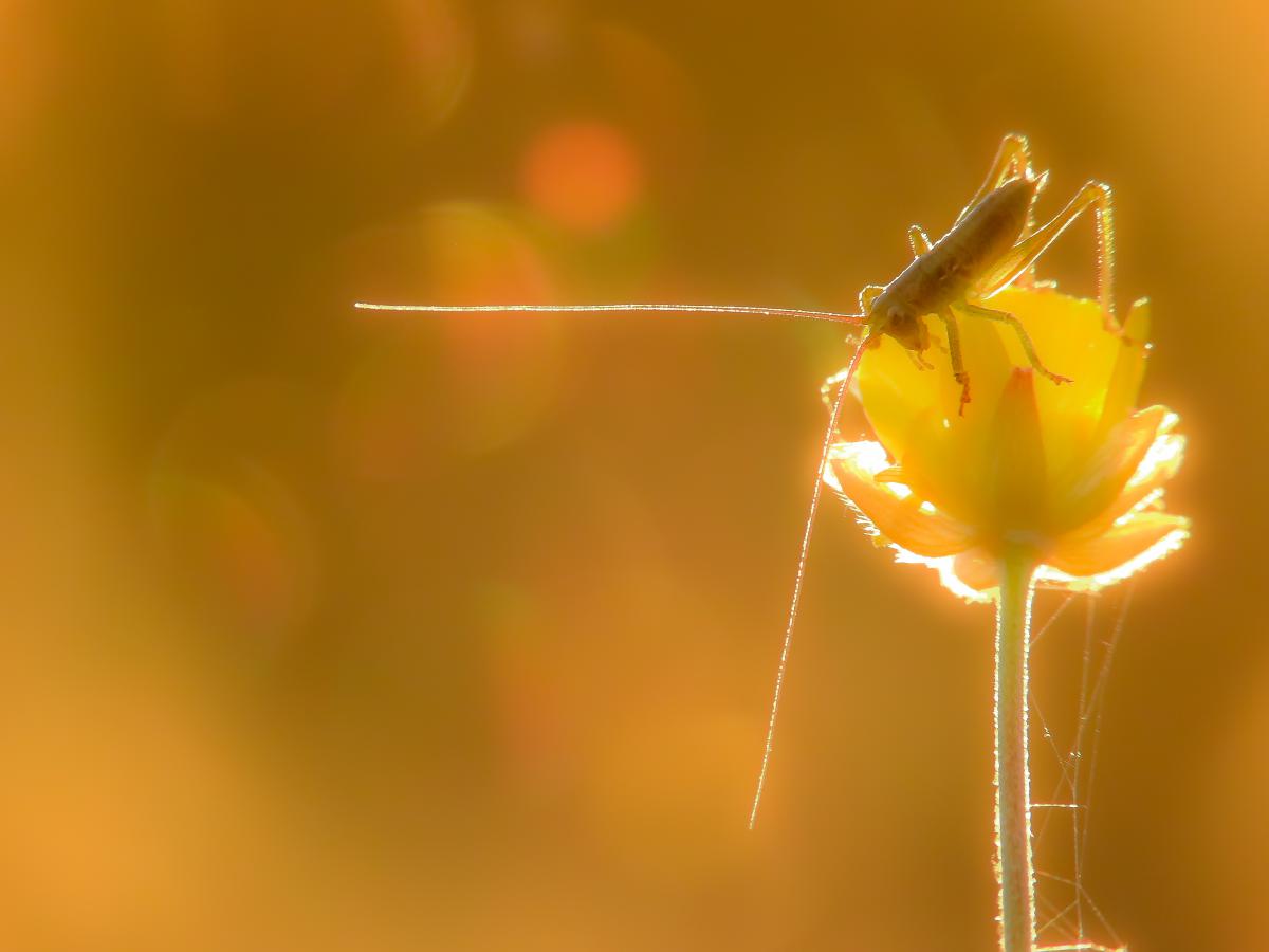 Koncz-Bisztricz Tamás