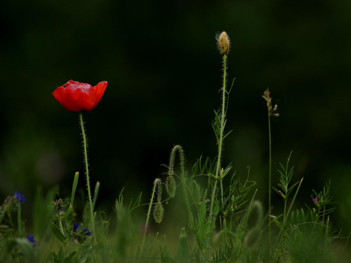 Laczkó-Magyar György