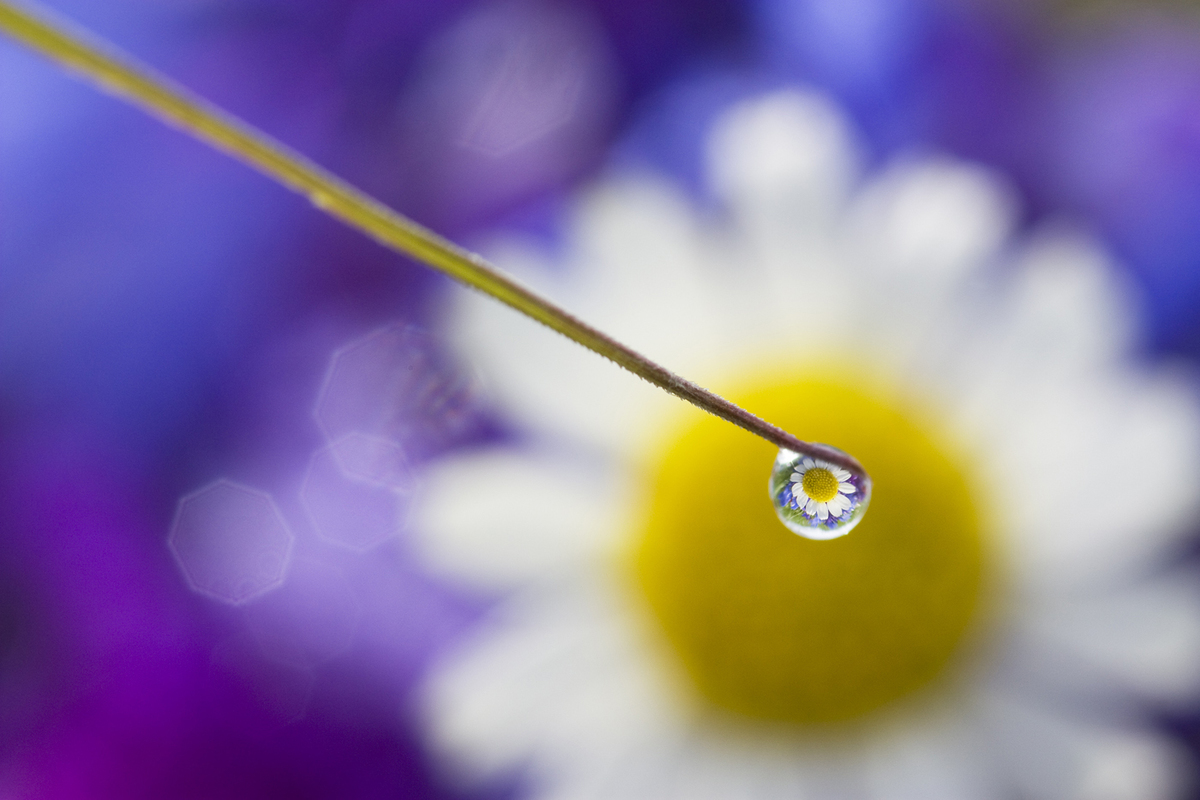 Sándor-Tóth Zsuzsanna