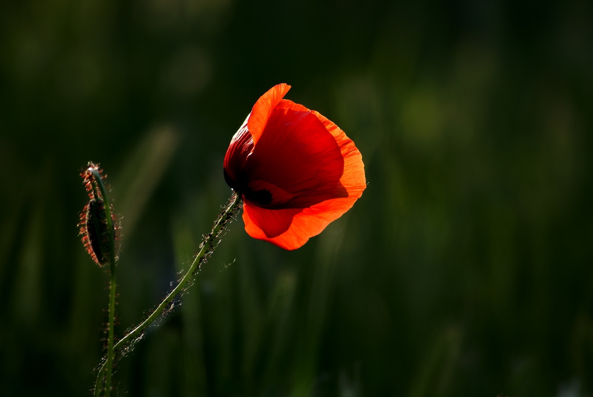 Laczkó-Magyar György