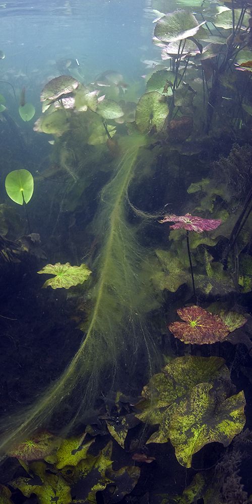 Násfayné Kőházi Mária