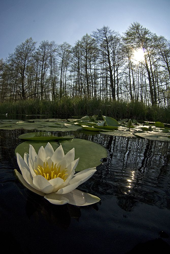 Násfayné Kőházi Mária