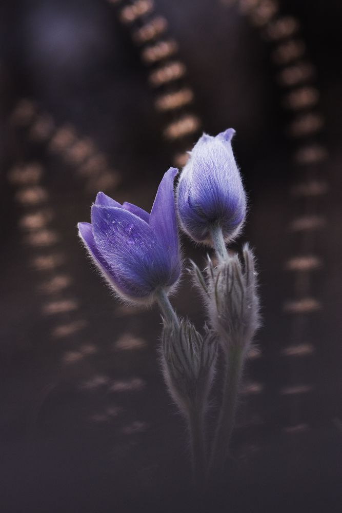 Sándor-Tóth Zsuzsanna