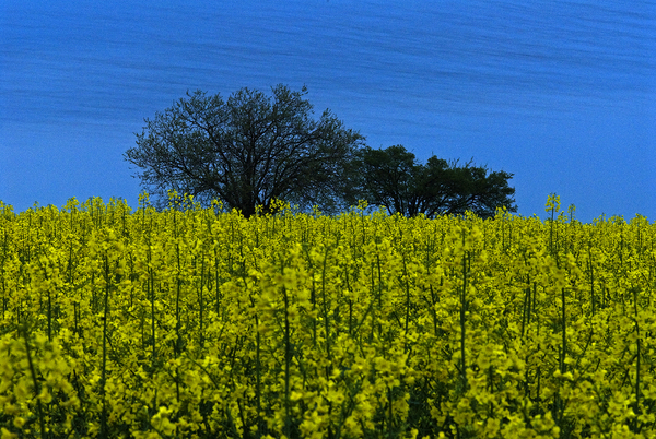 Repcés seregélyhúzással