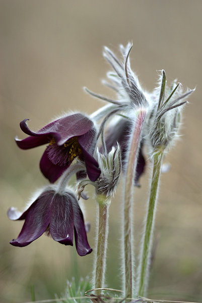 Pulsatilla pratensis subs